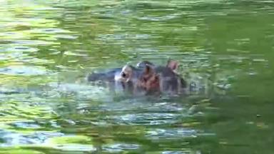 夏天<strong>的</strong>晴天，快乐<strong>的</strong>河马在池塘里游泳